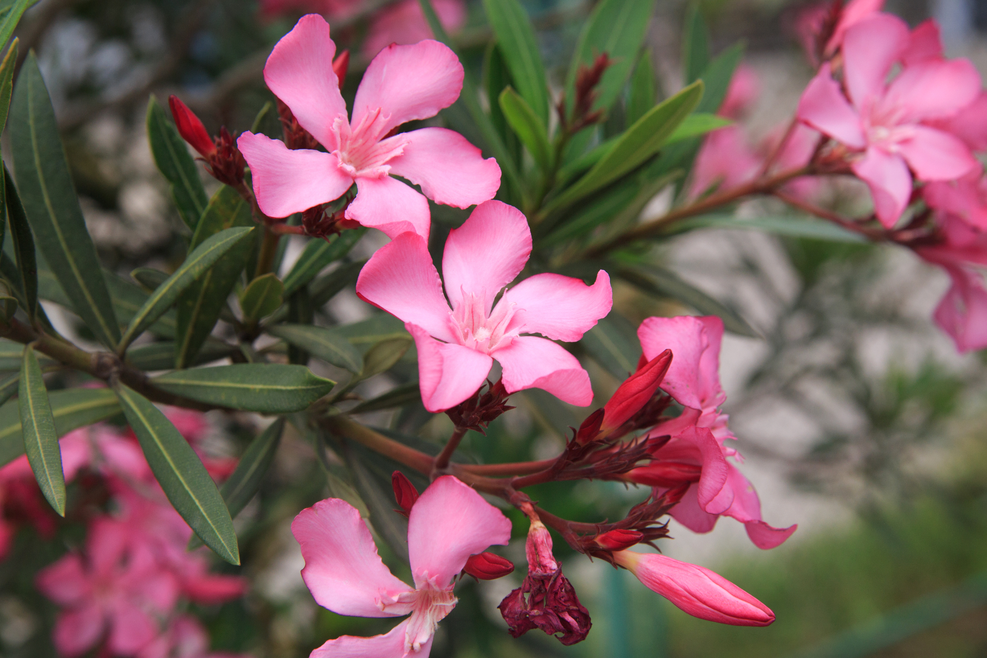 Kakšna rastlina je oleander?